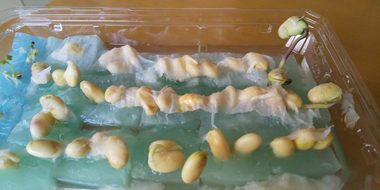 ナカさんの菜園日記 6 10日目 小松菜 枝豆 ナカさん Note