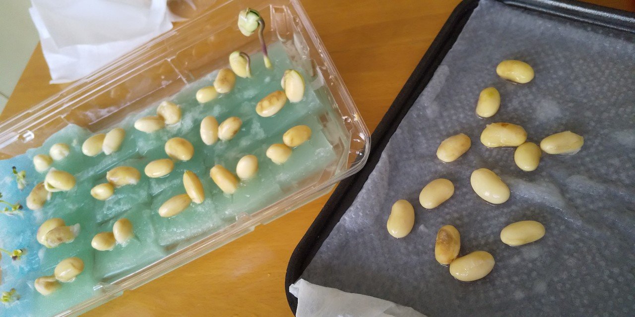 ナカさんの菜園日記 6 10日目 小松菜 枝豆 ナカさん Note