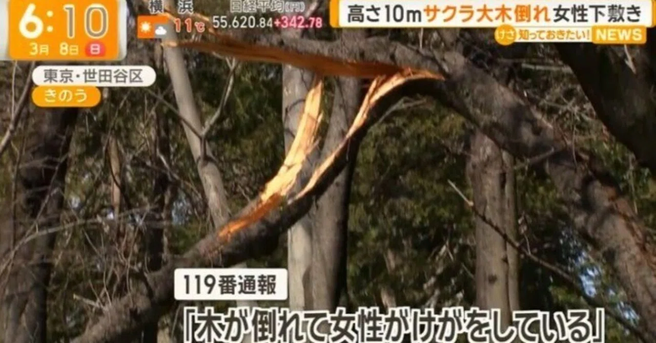 日本の桜をどう守る?