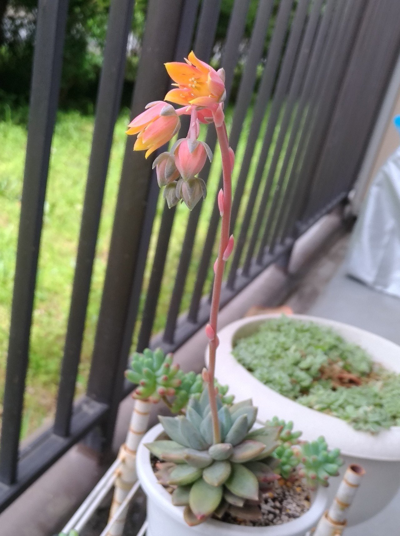 多肉植物の花 教えて下さい ふたば Note 多肉植物の花 教えて下さい ふたば Note