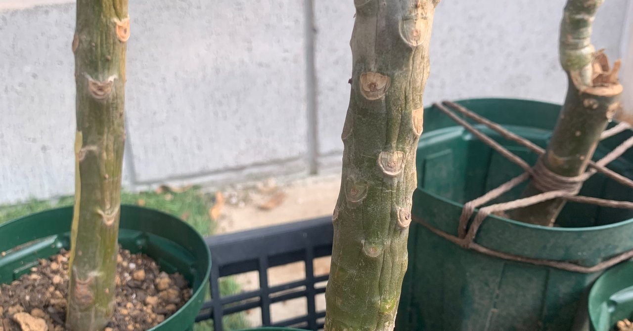 プルメリア枝苗 プルメリア枝苗 プルメリア枝苗 2025年最新】プルメリア枝の人気