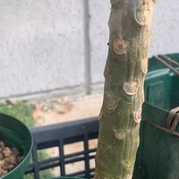 プルメリアの植え替え Hoppie Note