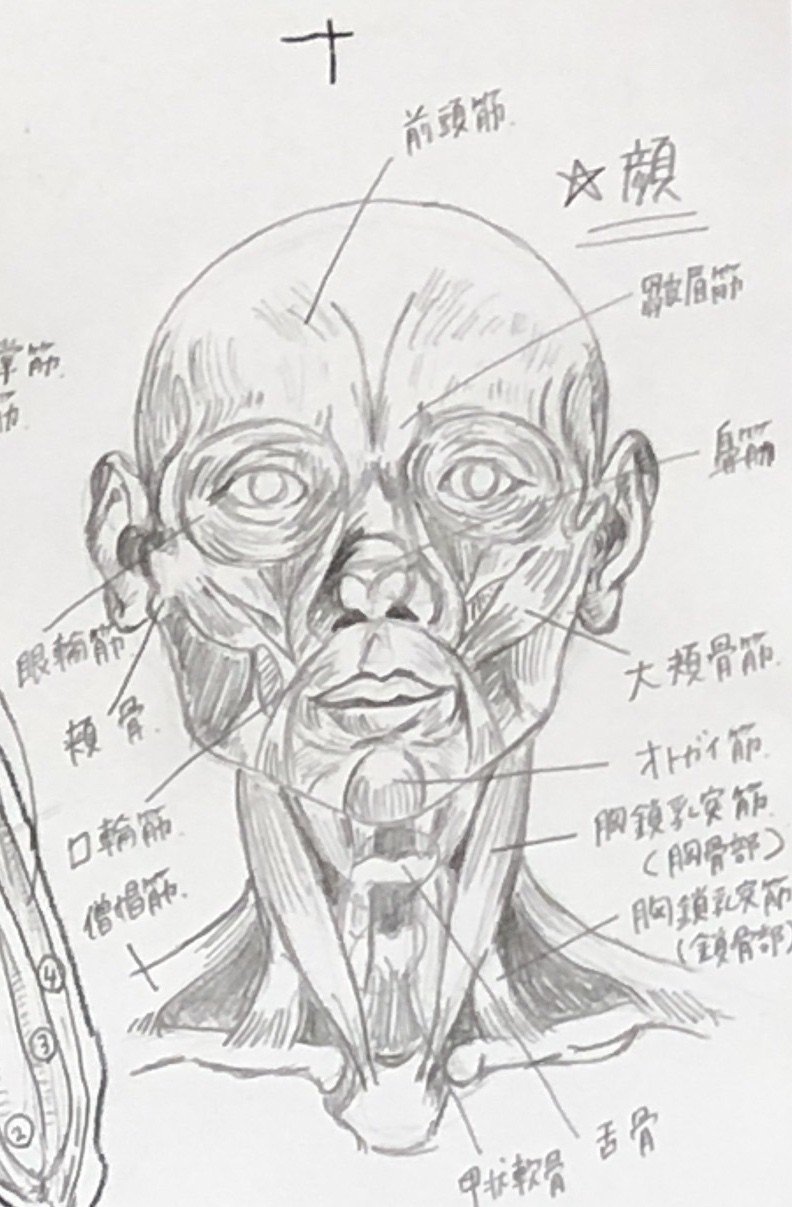 日々ムサビ つうしん 美術解剖学 こたけまりさん Note 日々ムサビ つうしん 美術解剖学 こたけまりさん Note