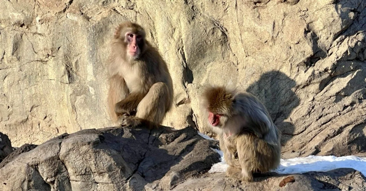 🐵 The Original Monkey Mountain | Asahiyama Zoo—Surf & Turf XXIII