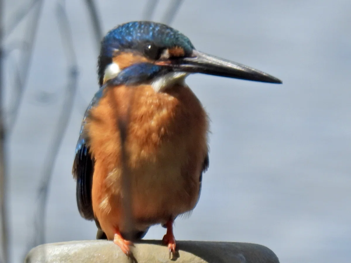 Covered in Kingfishers at Zenpukuji Park｜しおそると
