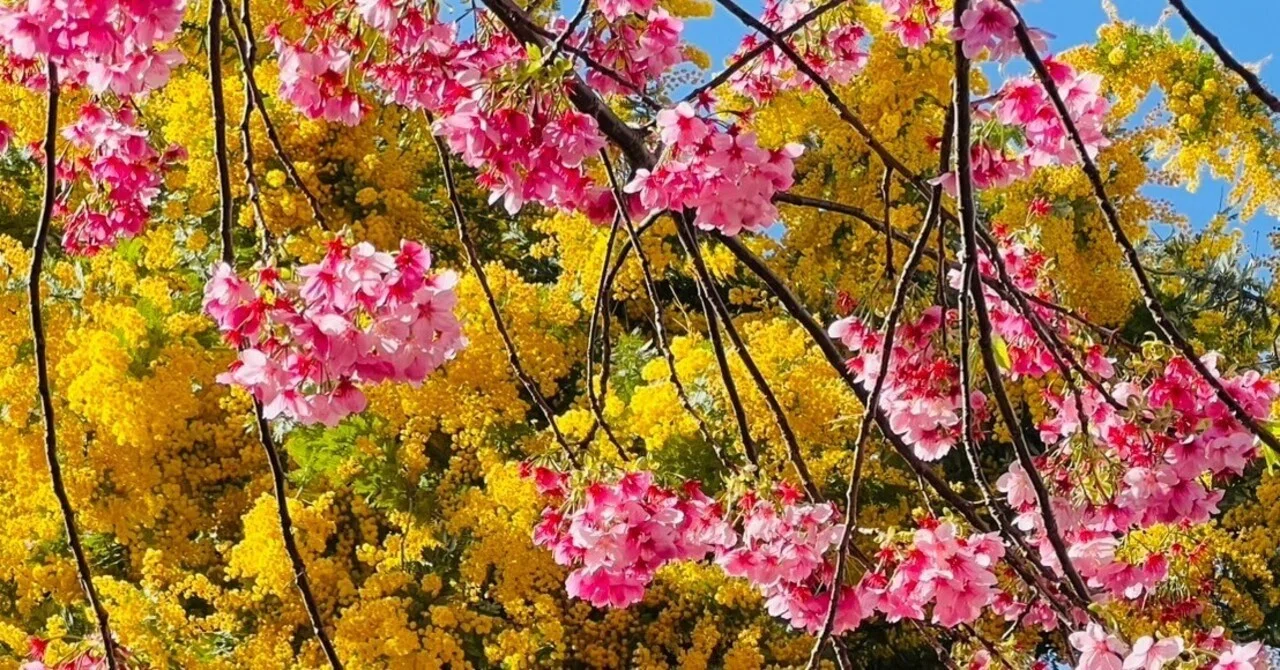 藏前神社のミモザと桜 2026｜ミント