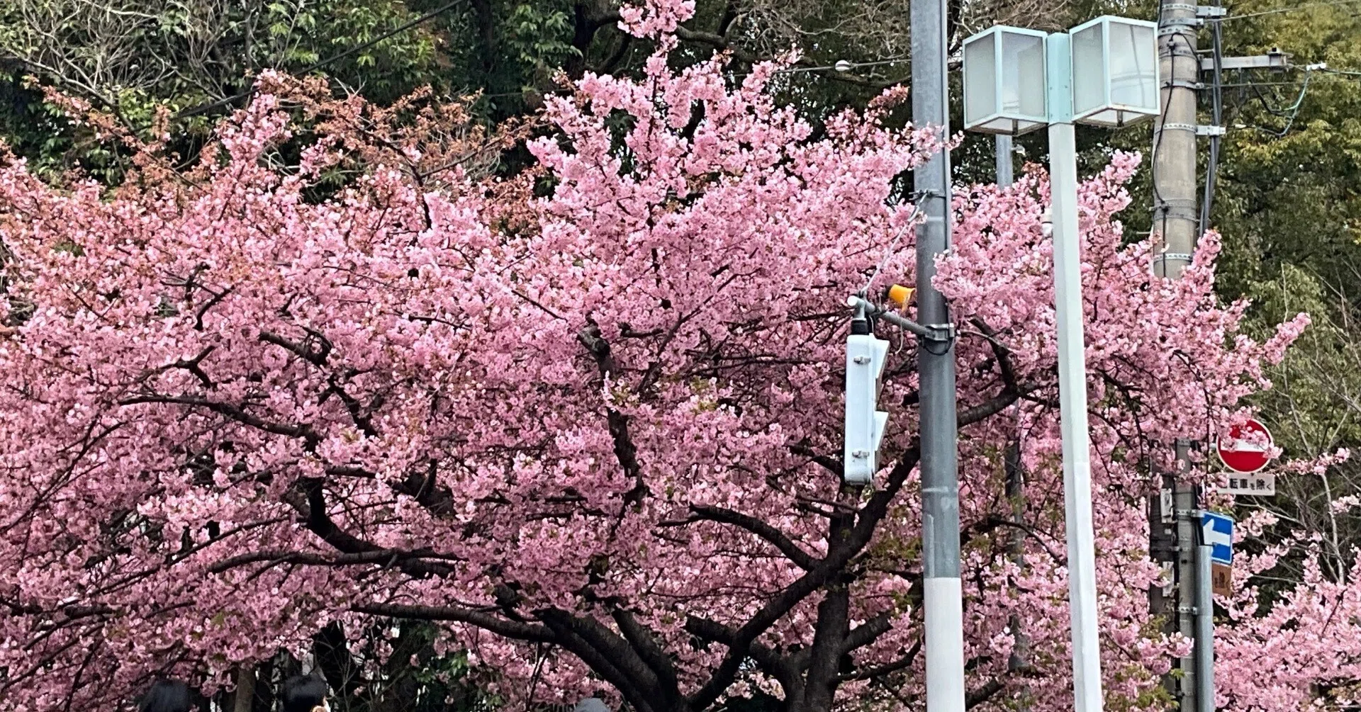 Kawazu Cherry Blossoms at Ichijo Modoribashi Bridge at 90% Bloom