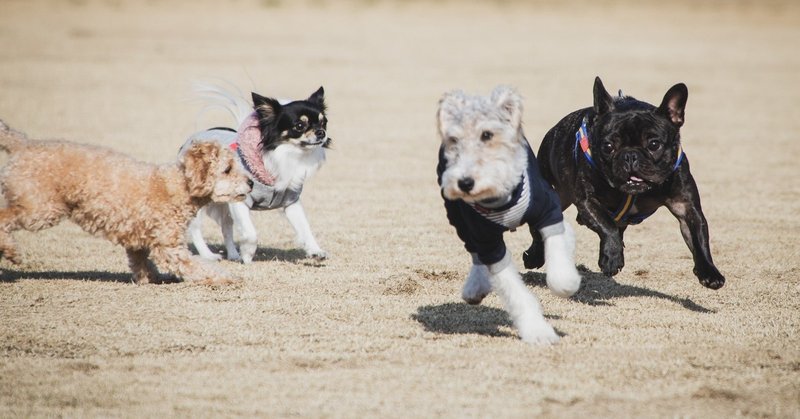 犬 猫保護の現状 ゆうと フリーランスセラピスト Note