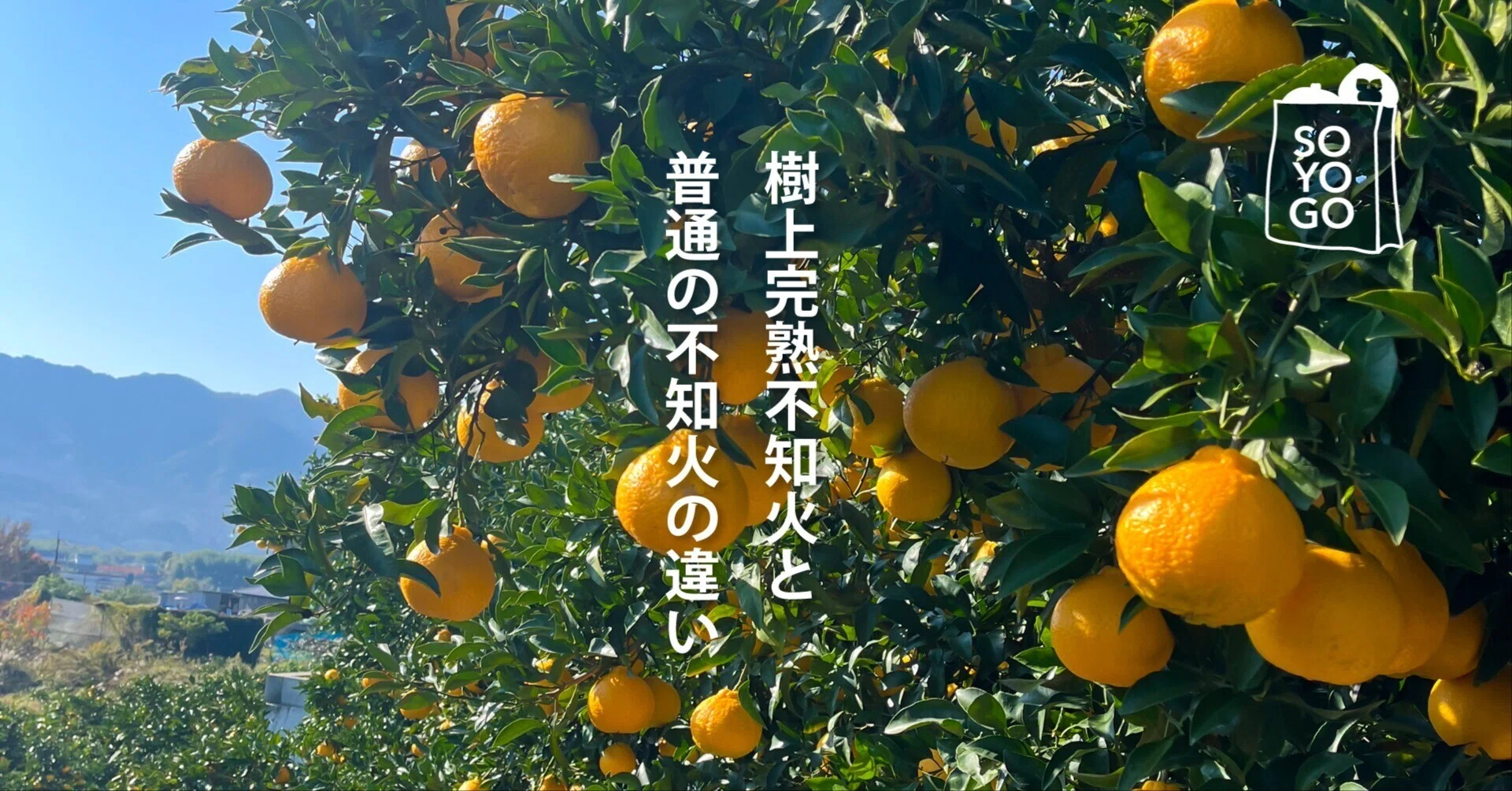 スーパーの不知火と、農家が「これだ」と決めた不知火。何が違うのか