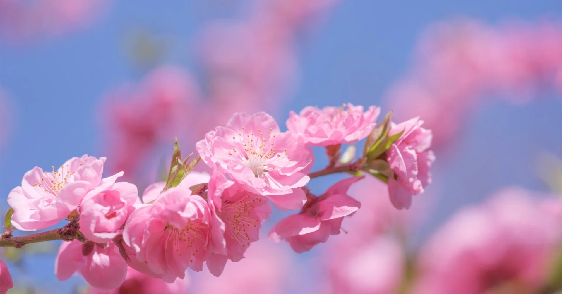 桃の花｜はなち みつき