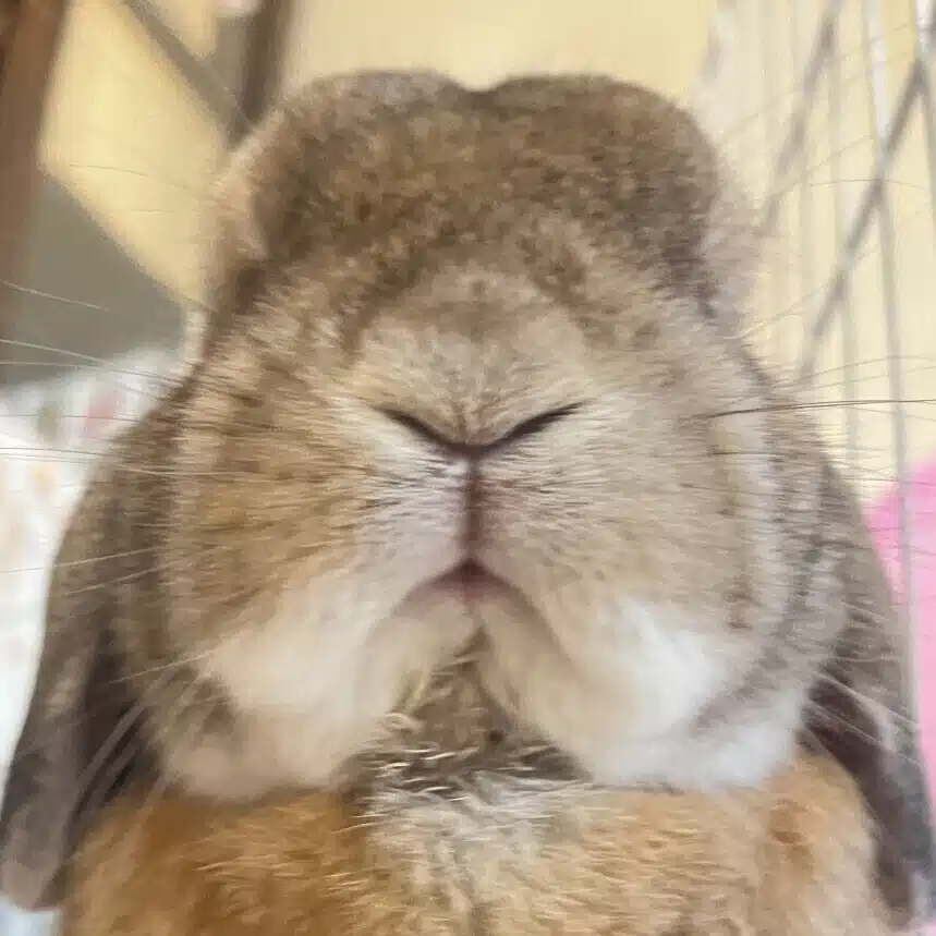つなの子