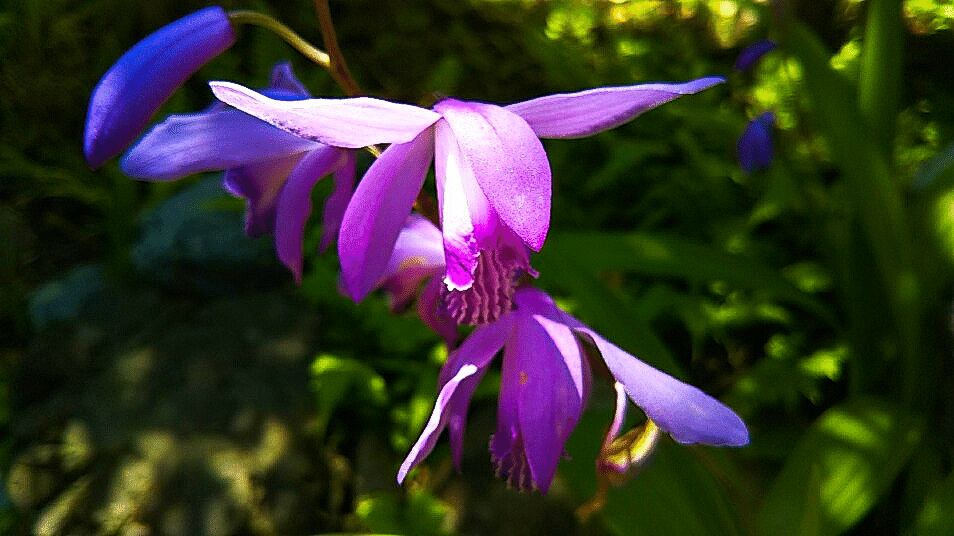 紫蘭200514-1ブルースカイ