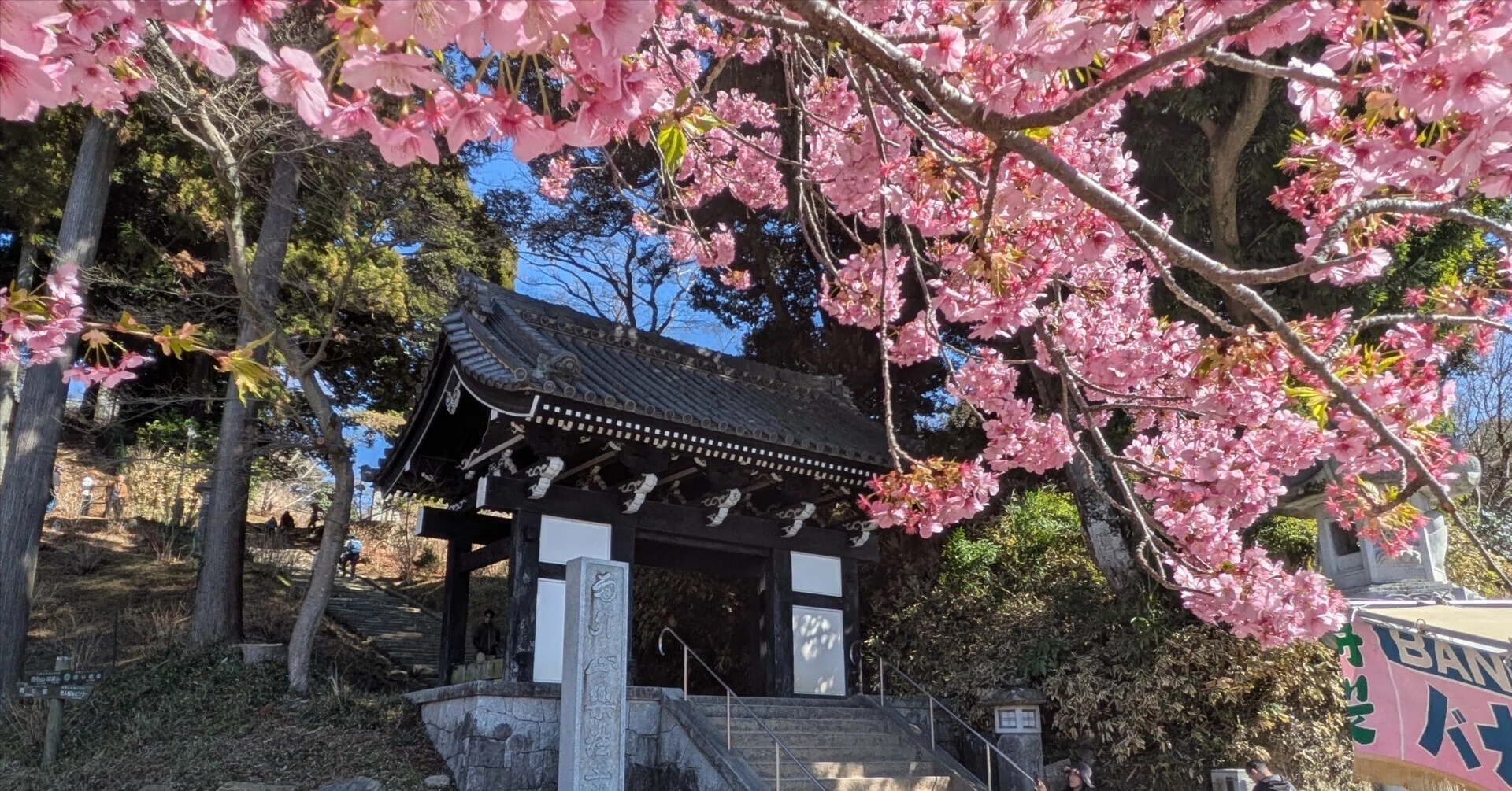 河津桜が咲いたよ🌸【筑波山・雨引観音】｜せくたむさん👼