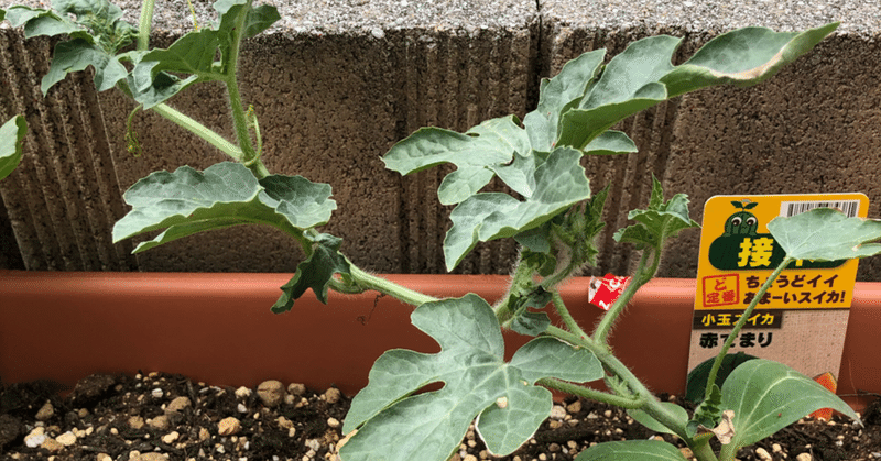 【家庭菜園】小玉スイカ植えつけ約2週間後
