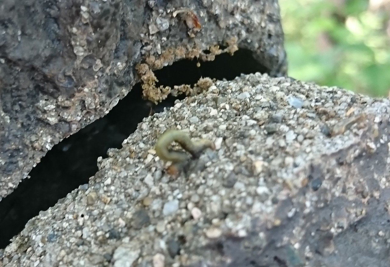 図鑑でリベンジ 外の生き物 今度こそ解答編 昆虫注意 丸山おまる Note 図鑑でリベンジ 外の生き物 今度こそ解答編 昆虫注意 丸山おまる Note