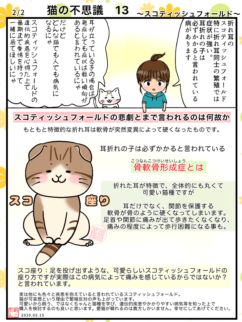 猫の不思議13 スコティッシュフォールド めこたん 漫画 イラスト Note 猫の不思議13 スコティッシュフォールド めこたん 漫画 イラスト Note