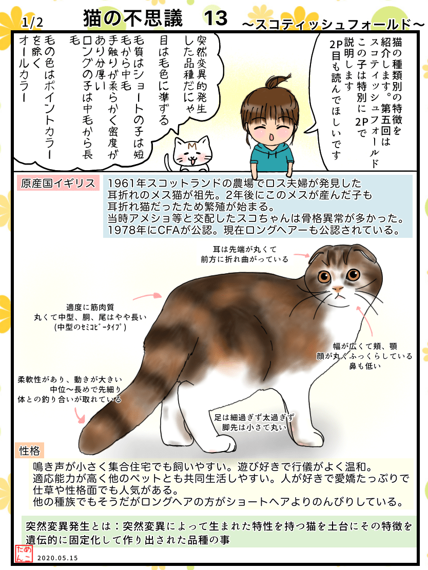 猫の不思議13 スコティッシュフォールド めこたん 漫画 イラスト Note