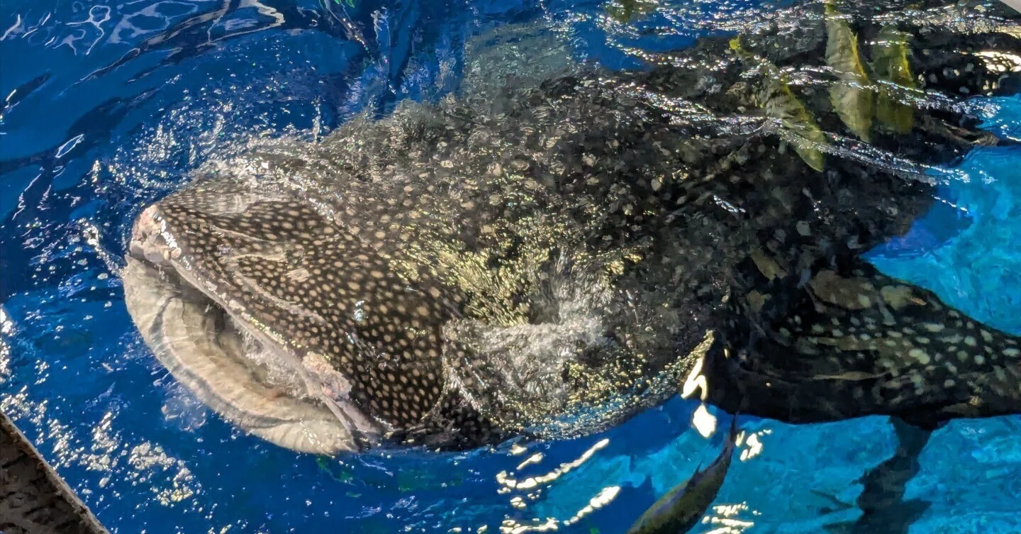 美ら海水族館｜9時30分からのジンベイザメとマンタの餌やりは、バック