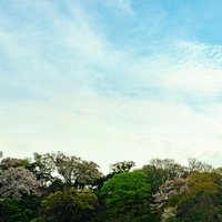 桜図 長谷川久蔵 等伯の息子 の遺作 を観に行って思ったこと 榎田智子 Note 桜図 長谷川久蔵 等伯の息子 の遺作 を観に行って思ったこと 榎田智子 Note