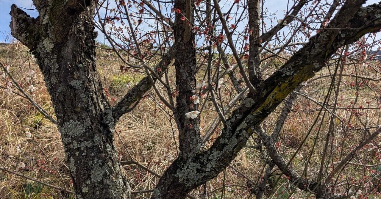 「【日記No.62】たった一度のチャンスを一度でものにする⚾」のサムネイル