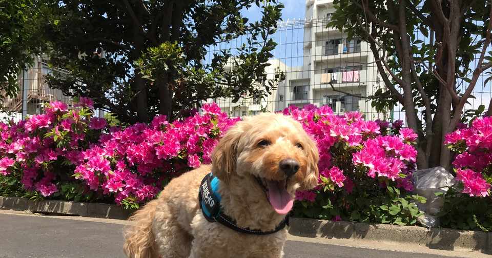 しま犬が９歳になりました しましま Note