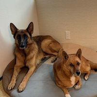犬は笑うのか ポン太と翡翠とネェネ Note