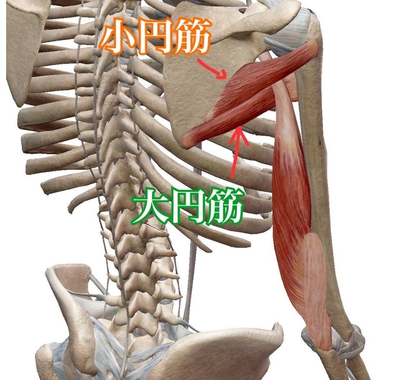 解剖学vol 9 上腕三頭筋 パーソナルトレーナー沢田 翔 Note