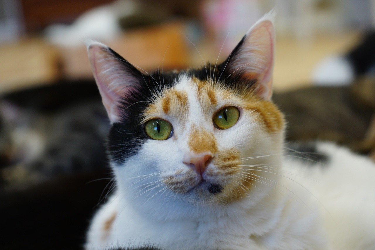 鎌倉店 三毛猫やしま おうちでにゃんくる 譲渡型猫カフェにゃんくる Note 鎌倉店 三毛猫やしま おうちでにゃんくる 譲渡型猫カフェにゃんくる Note