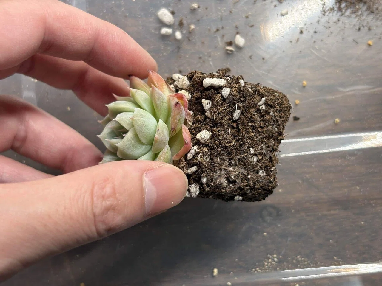 今日の多肉事。ホムセンで一目惚れした「ニューローンスター」を植え