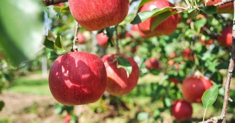 リンゴの摘果体験（収穫までの4回シリーズ）