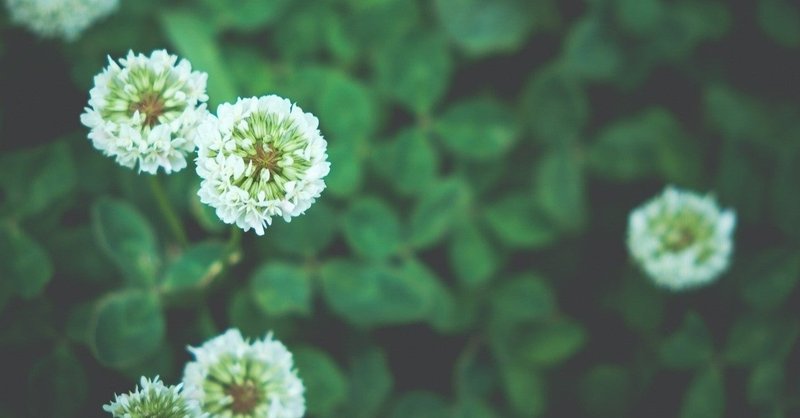 １ 冷たい頬 スピッツ オーロラになれなかった人 note