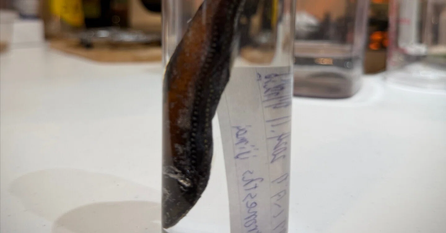 テンガイハタ　特殊グリセリン標本 魚のグリセリン標本作成メモ｜sin1lo