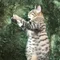 猫NYA