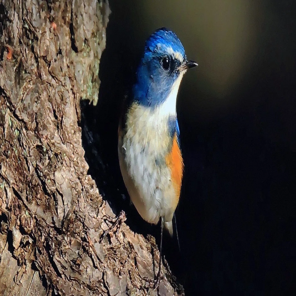ルリビタキ 公園と亜高山帯を往復する漂鳥｜奥日光 letter