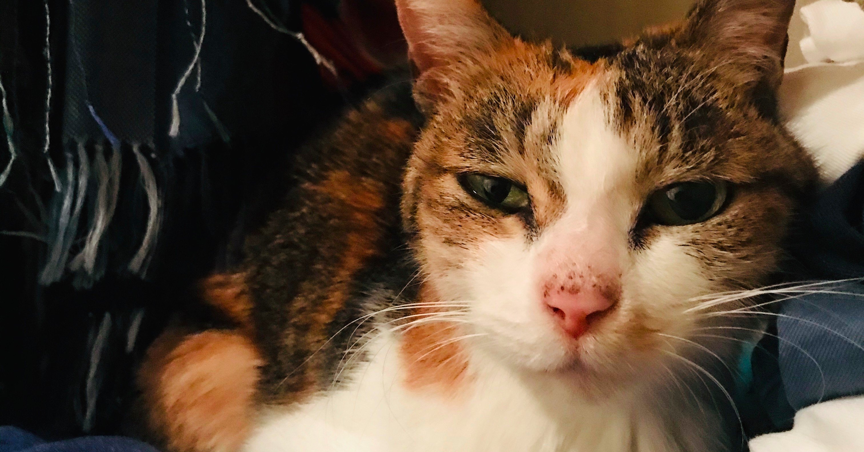 0515 ぺろぺろごっくん と呼ぶことにした Yumiko Aoyama Note