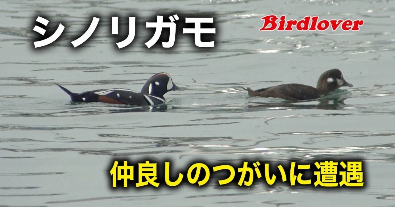 シノリガモの剥製　鴨　鳩 漁港で出会ったシノリガモのつがい｜Birdlover