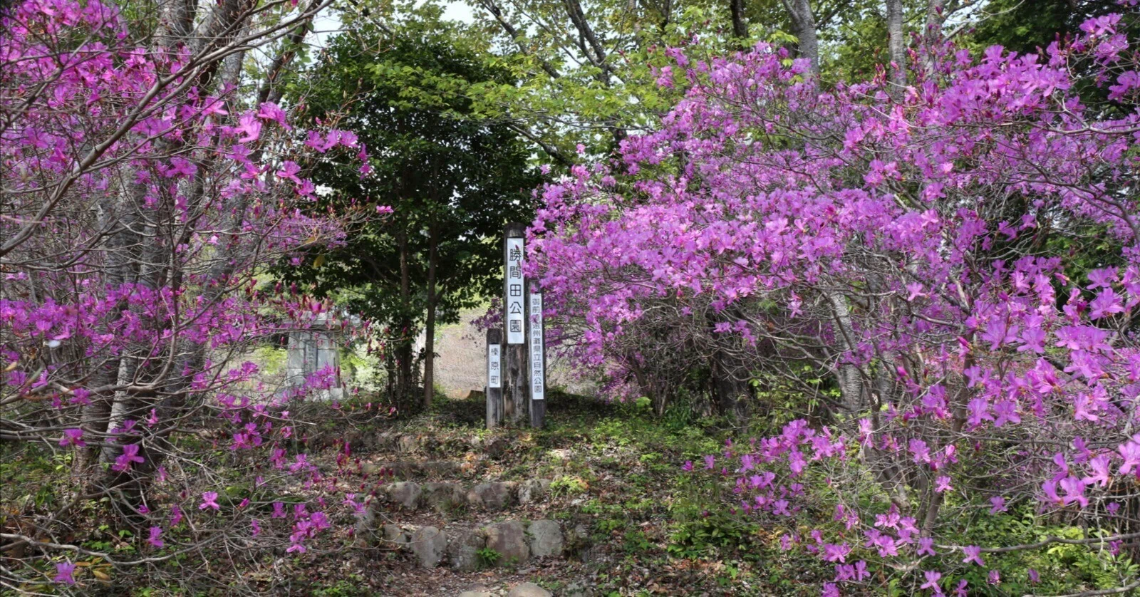 270．勝間田山のミヤマツツジの正体｜sasayan