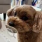 ロイさんとちゃーちゃん|トイプードルとの暮らし