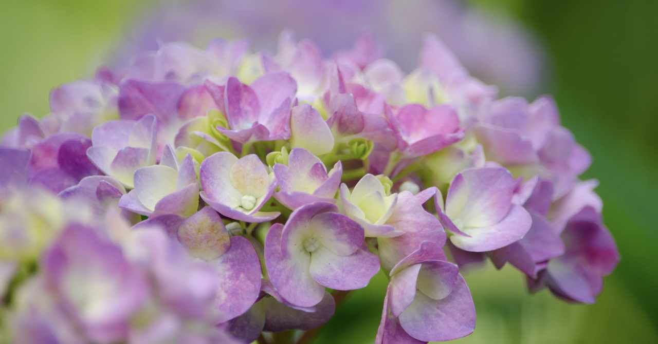 Ruy Miyagawa 宮川類 Note