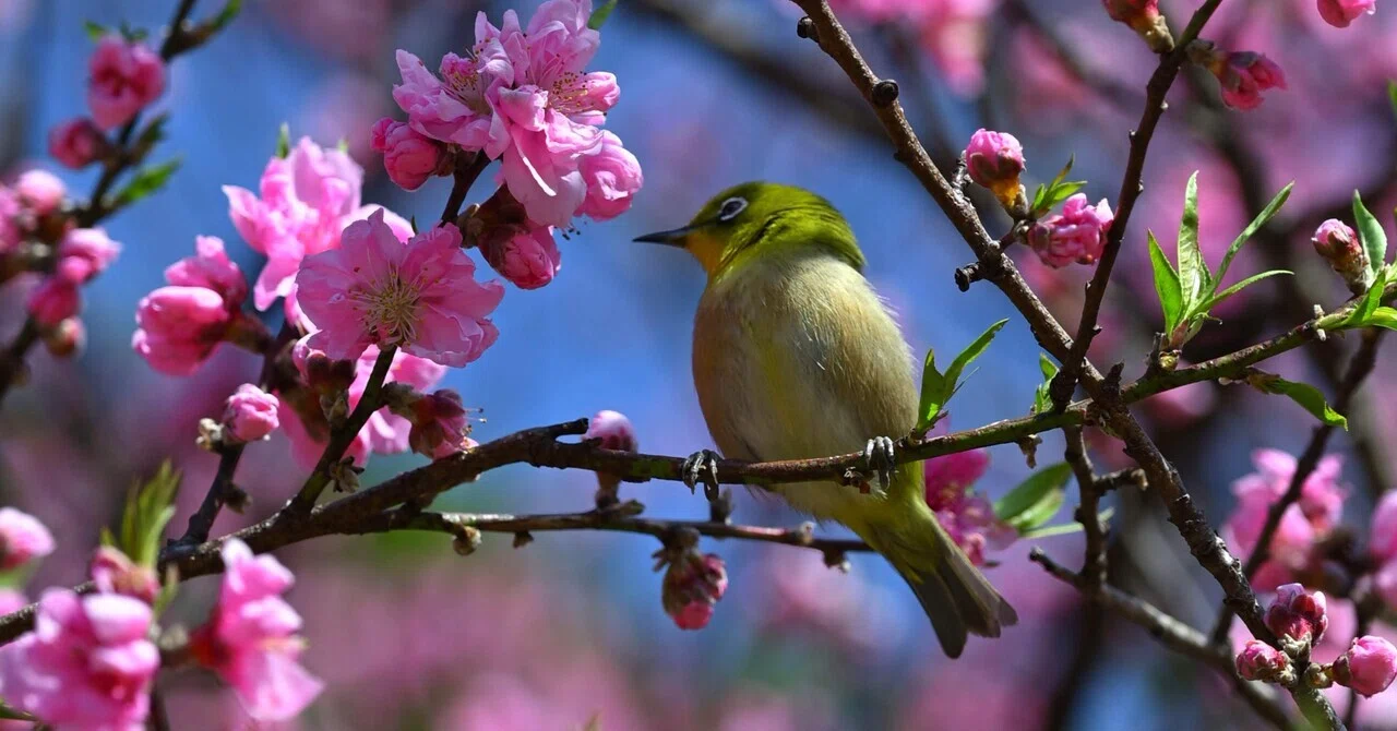 四季の森公園で花桃のメジロ｜レンズの先に