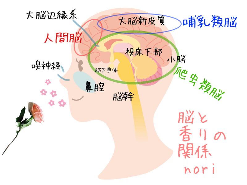 香りがなぜココロとカラダに影響をもたらすのか 感情編 Nori Note
