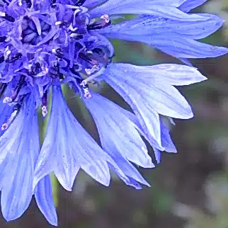 やぐるま