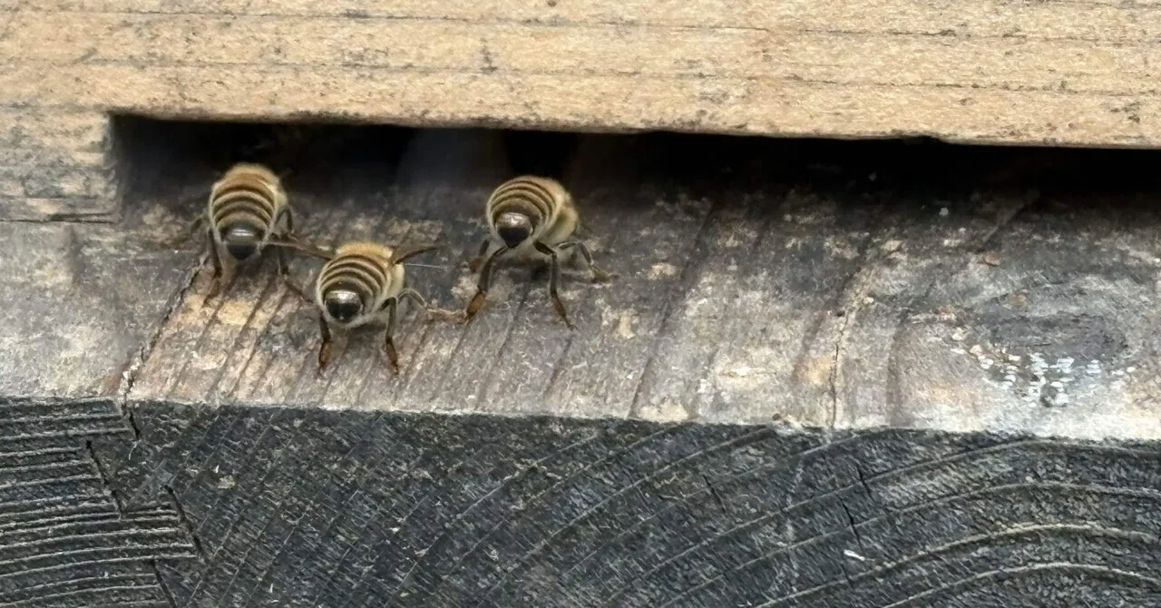 Securing Nectar Sources｜こさじ＠獣医になって初めての蜂日記