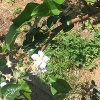 ゾウの時間ネズミの時間 練習 Note
