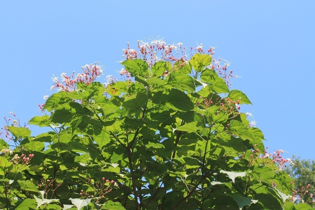 ピンクの蕾 つぼみ から 白い花を 森の案内人 Note ピンクの蕾 つぼみ から 白い花を 森の案内人 Note