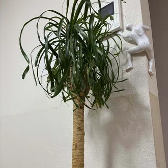 うロコ
