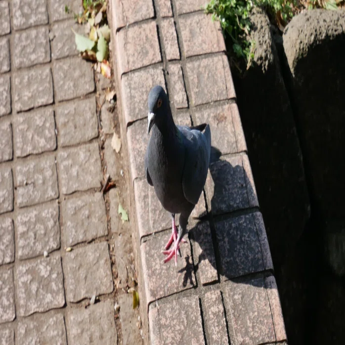 春の始まりと野鳥達。｜平乃ひら