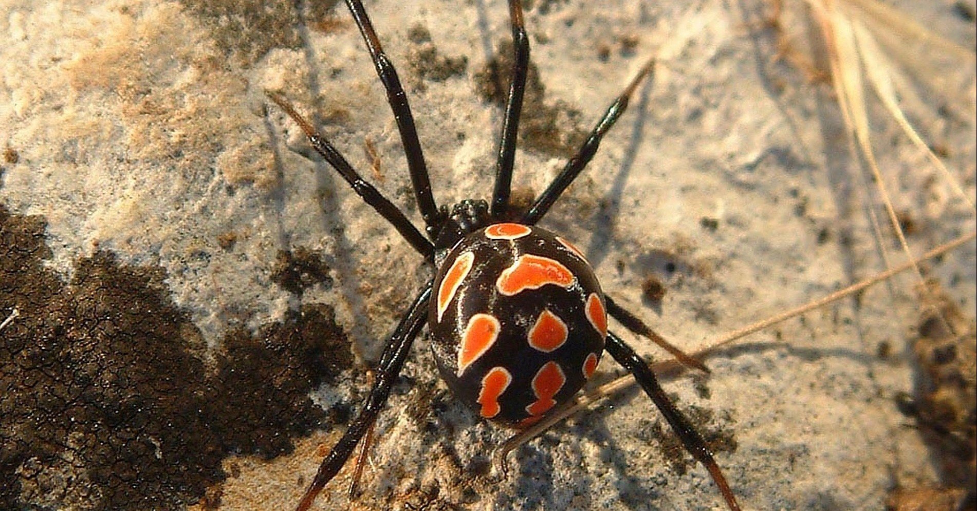 ゆっくり夢日記 蜘蛛祓い ヲロヌヨ倶楽部 Note ゆっくり夢日記 蜘蛛祓い ヲロヌヨ倶楽部 Note