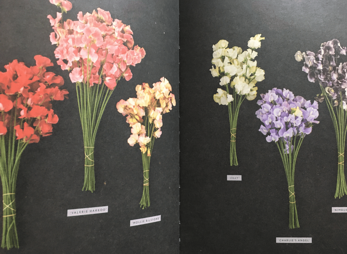 26 My Garden Journal スイートピーと過ごした2週間 Yukibean Yuki Bee Note 26 My Garden Journal スイートピーと過ごした2週間 Yukibean Yuki Bee Note