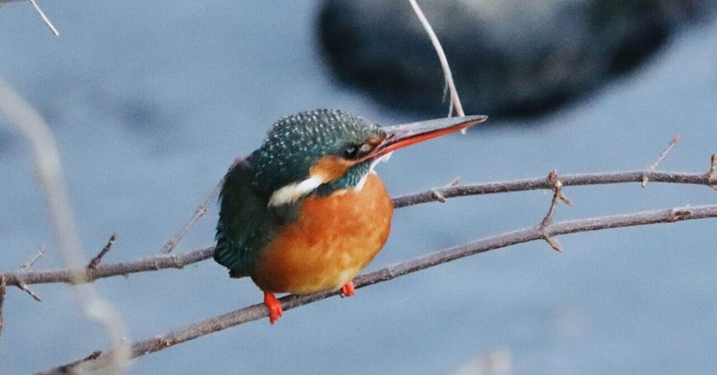 空堀川上流域の3月 カワセミペアの誕生